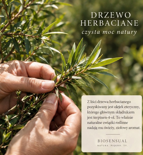 Gałązki drzewa herbacianego trzymane w dłoniach – olejek eteryczny