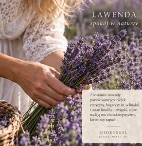 Bukiet lawendy na polu – naturalny olejek lawendowy